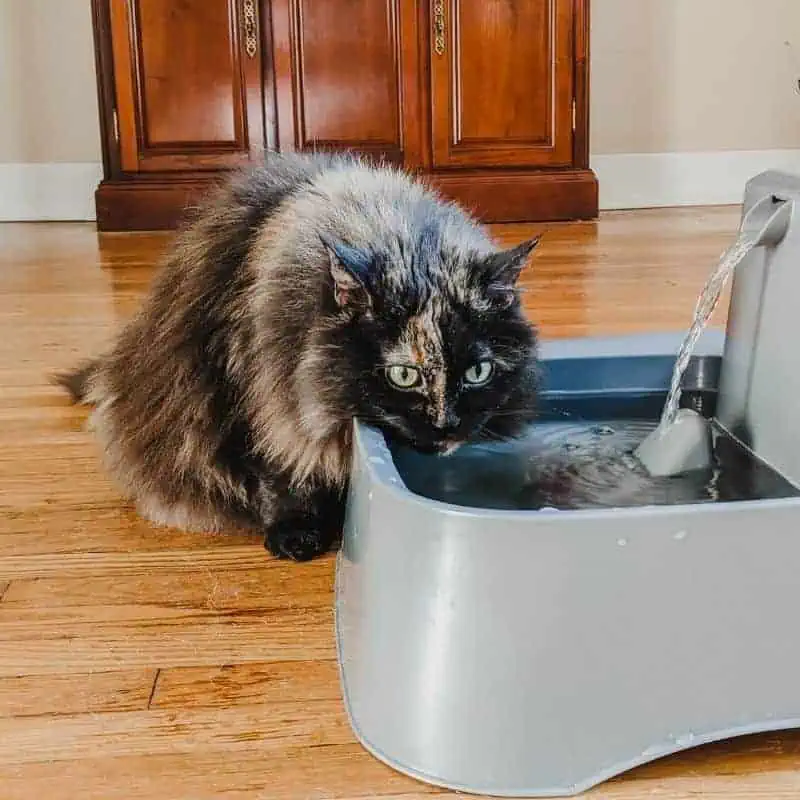 long-haired tortoiseshell cat on a wooden floor, drinking water from a grey plastic water fountain