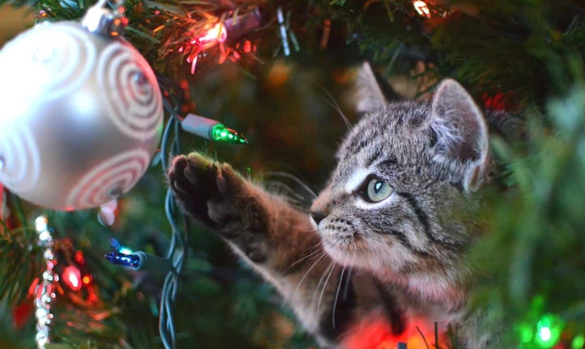 small grey tabby cat inside a Christmas tree, pawing at an ornament