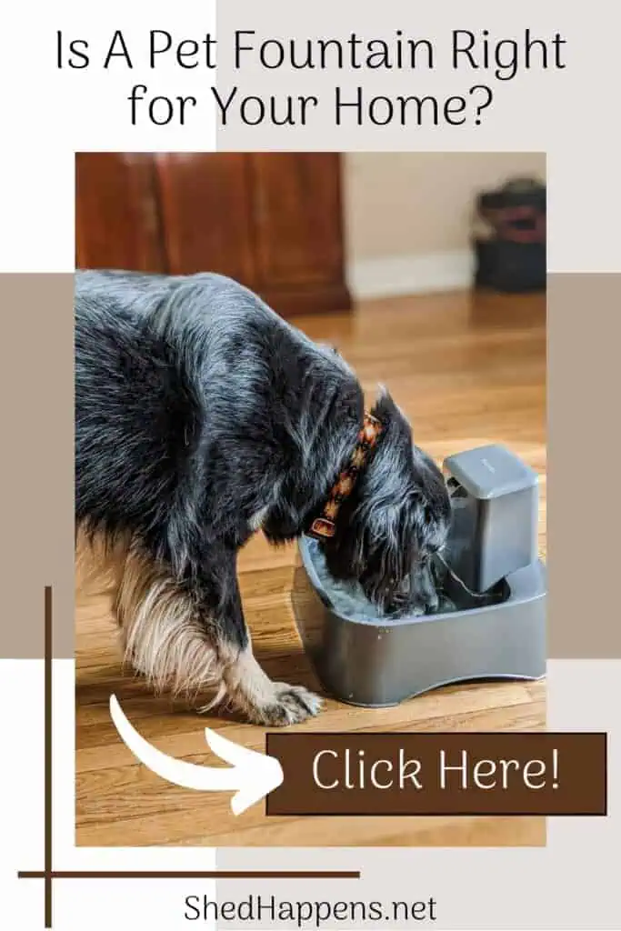 black dog with brown paws, wearing an orange and black collar, drinking water out of a grey plastic PetSafe water fountain with text asking if a pet water fountain is right for your home