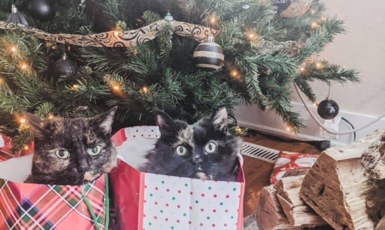 two tortie cats sitting in gift bags beneath the Christmas tree, their heads peeking out