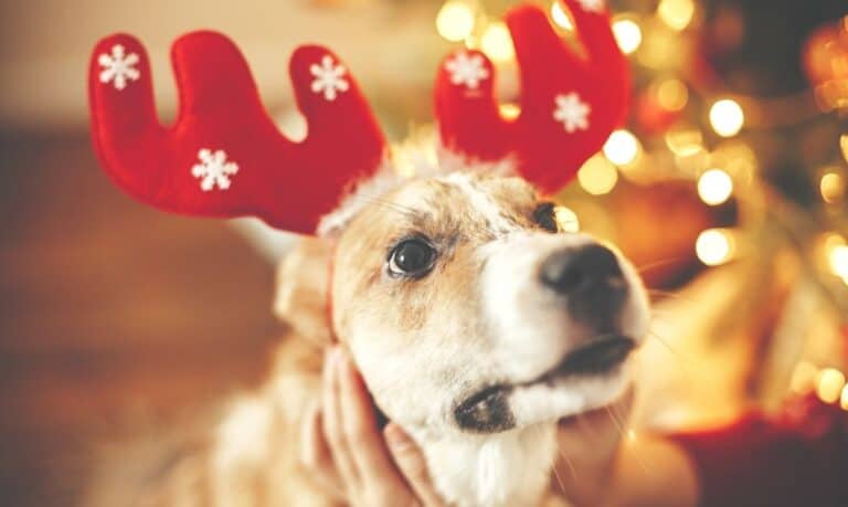 brown and white dog wearing red reindeer antlers with white snowflakes