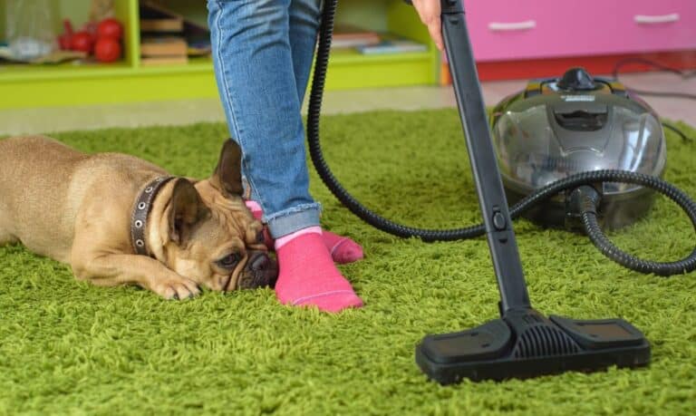 small brown dog laying on a green carpet while a person wearing jeans and pink socks vacuums it