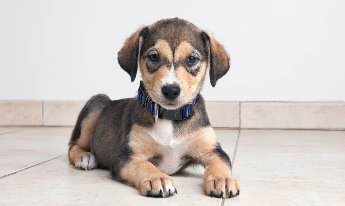 A small black, tan and white puppy with floppy ears laying on a cream colored tile floor in front of a plain white wall.