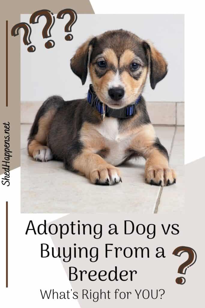 A small black, tan and white puppy with floppy ears laying on a cream coloured tile floor in front of a plain white wall with text asking: adopting a dog vs buying from a breeder, what's right for you?