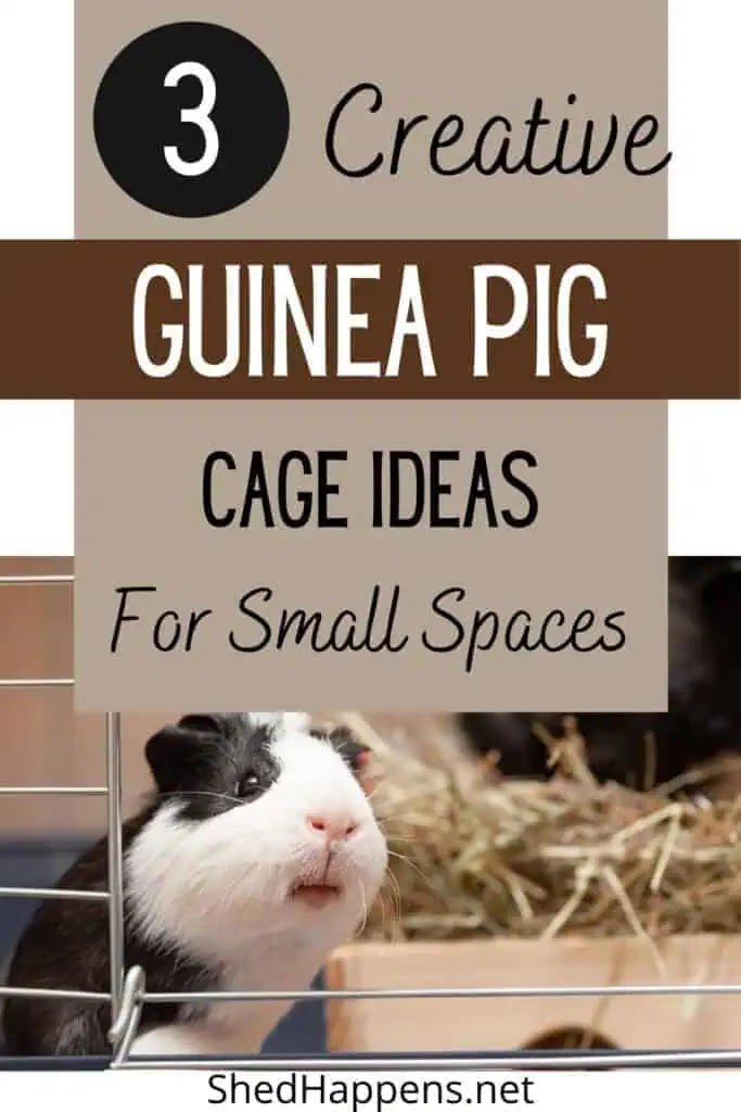 black and white guinea pig looking out the door of its cage with a bed of timothy hay beside it and the text '3 creative guinea pig cage ideas for small spaces'
