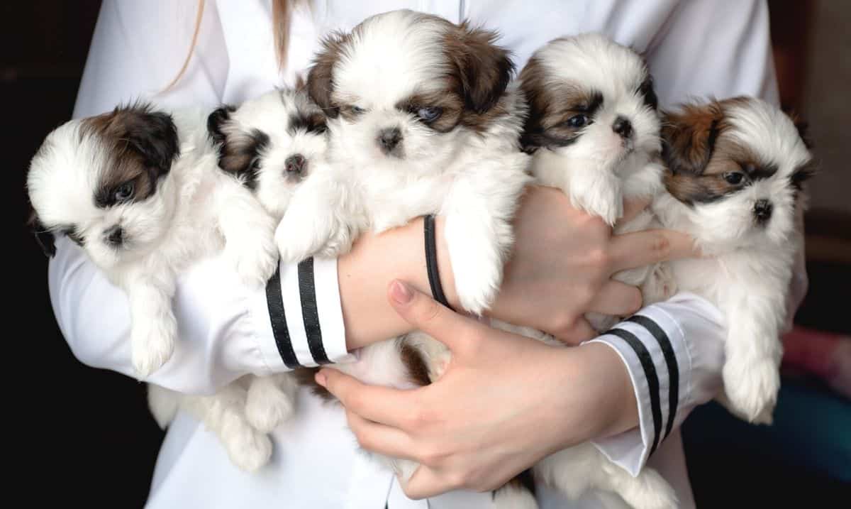 A woman wearing a white shirt holding 5 small puppies, each white with brown around their eyes and brown floppy ears. 