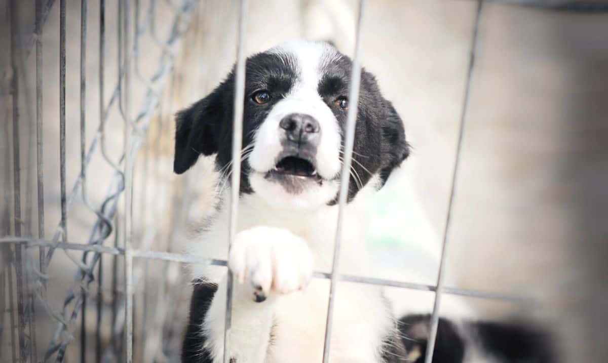A small black and white puppy with floppy ears inside a cage, standing on its hind legs with its front paw a bar of the cage.