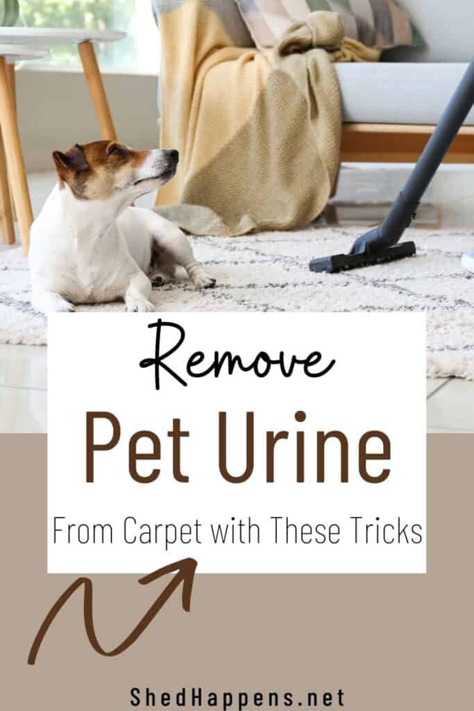 A small white dog with a brown and black face is laying on a white and grey rug while a woman wearing jeans is vacuuming the rug beside it. Text announces remove pet odor from carpet with these tips.