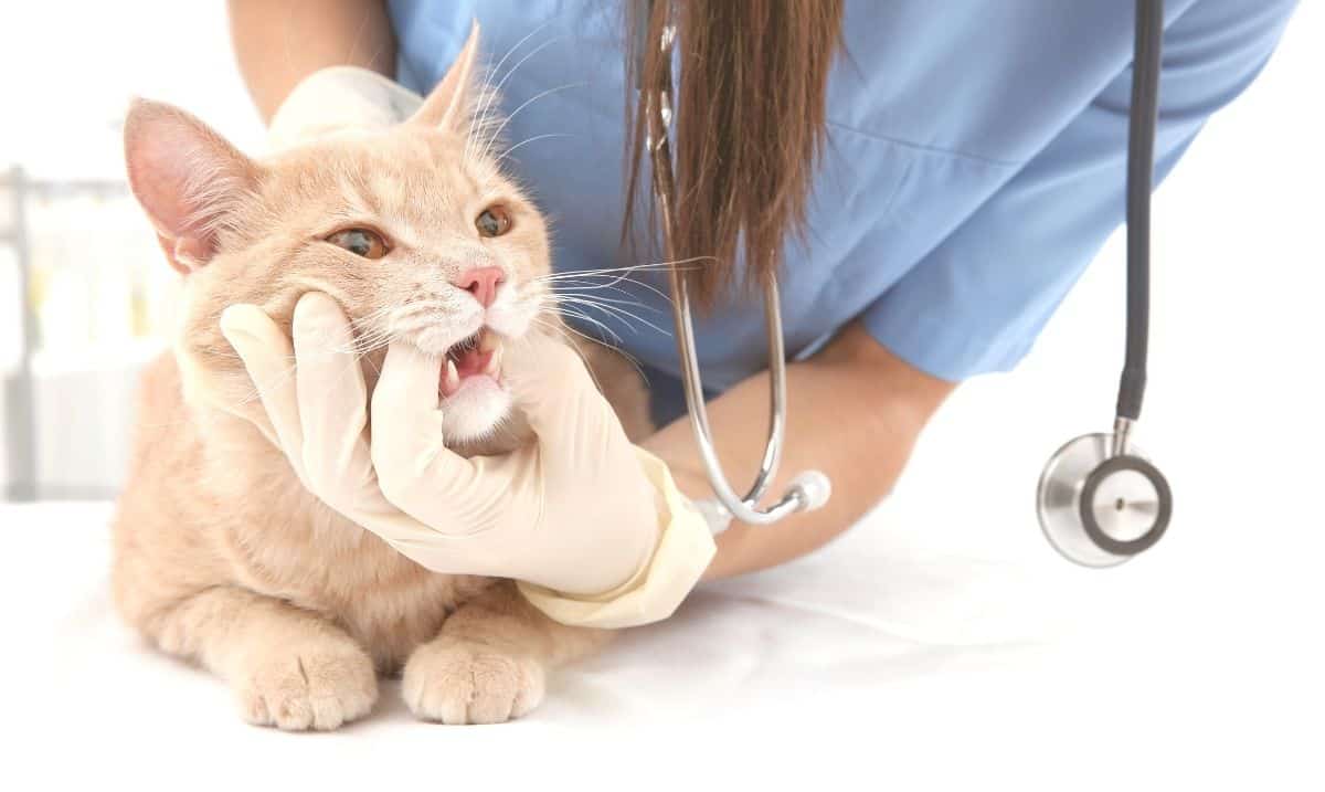 An orange tabby cat is laying on an examination table, a veterinarian wearing blue scrubs is leaning over it, holding it's mouth open with a gloved hand.
