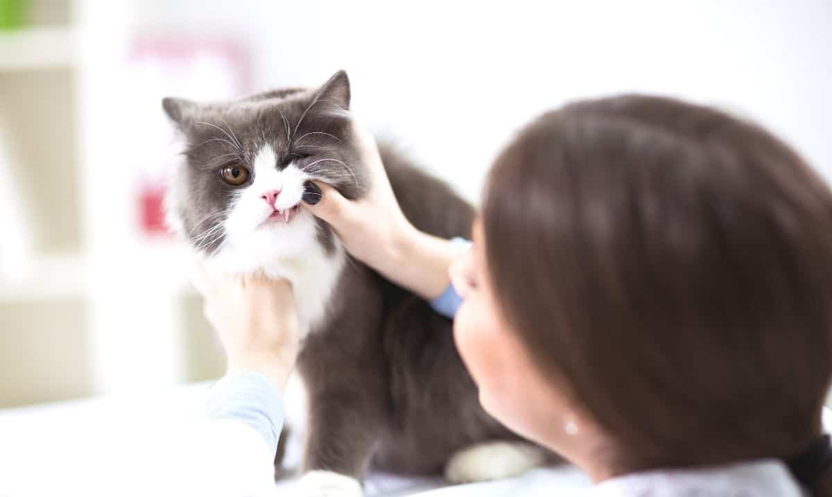 A grey medium-haired cat with a white chest and face is sitting on a table while a brunette woman wearing a blue long-sleeved shirt is holding up it's gums to look at its teeth. 