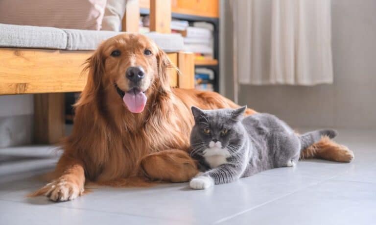 A golden lab dog laying next to a grey cat with white on it's face, chest and paws indoors, with wooden furniture behind them.