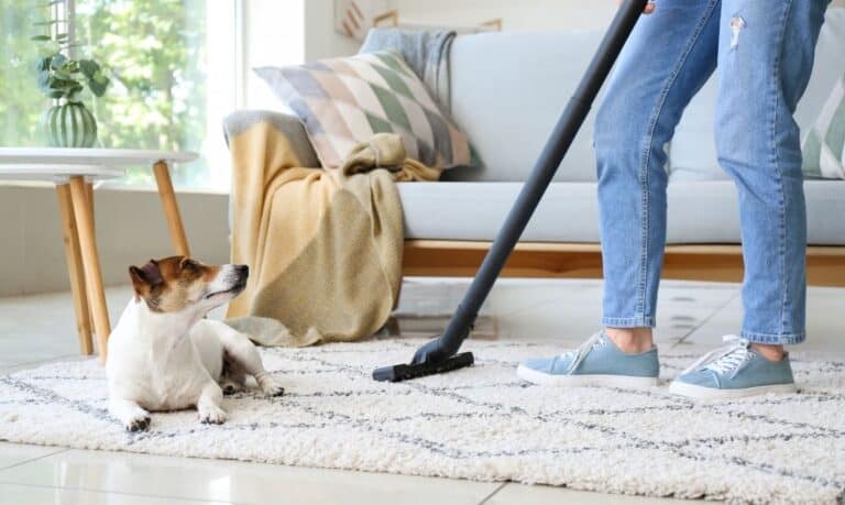 A small white dog with a brown and black face is laying on a white and grey rug while a woman wearing jeans is vacuuming the rug beside it.