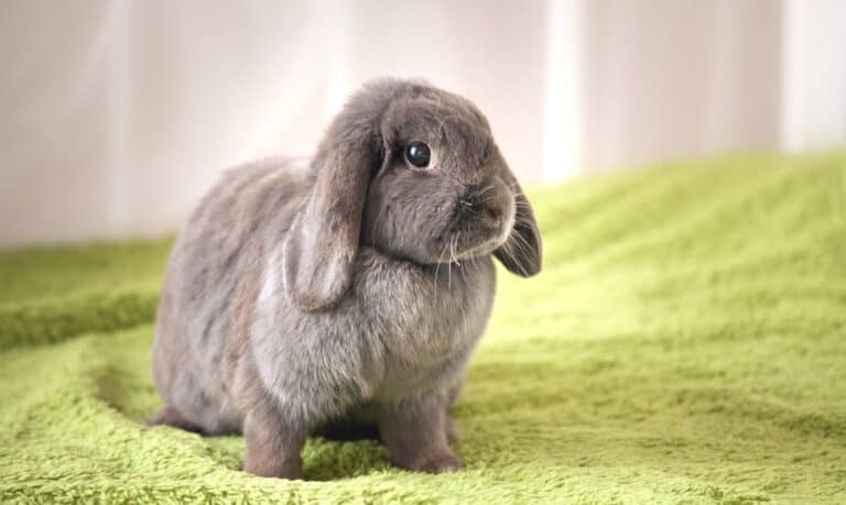 A grey lop-eared rabbit sitting on a lime green blanket in front of a plain beige backdrop.