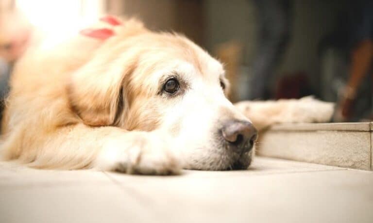 An older Golden Retriever dog is laying on a wooden surface, it's head down between it's legs in a way that gives off the impression of being sad.