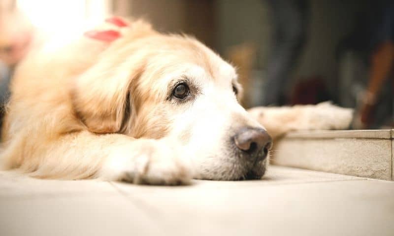 An older Golden Retriever dog is laying on a wooden surface, it's head down between it's legs in a way that gives off the impression of being sad.