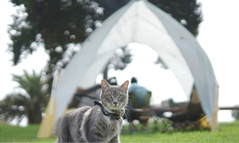 Is a Vacation Bad for a Cat's Health? Surprising Truths Revealed