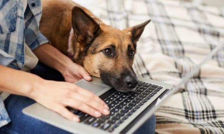 a german shepherd resting it's head on a laptop sitting on someone's lap