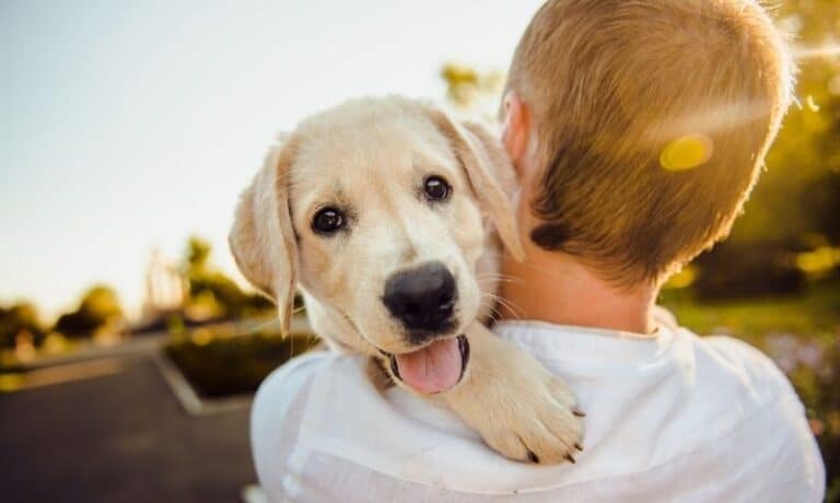 golden retriever puppy in a man's arms