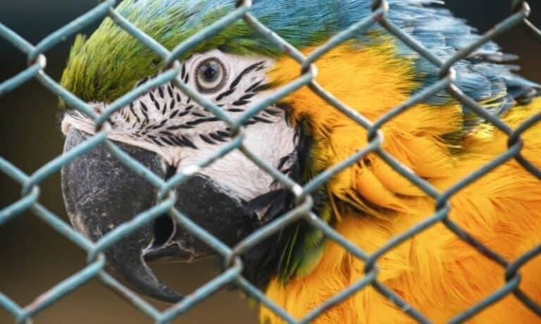 Parrot Rescue: Adopting Your Next Feathered Friend
