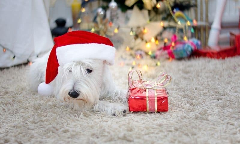 small white dog wearing a santa hat with a gift