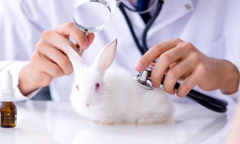 vet checking small rabbit | Learn to Recognize These 12 Common Rabbit Diseases, Illnesses, and Ailments
