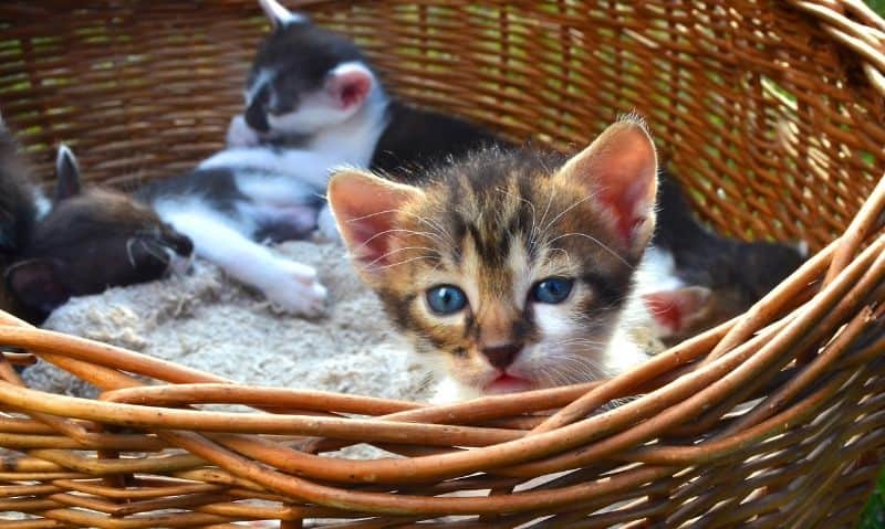 kittens in a basket | How to Spot a Backyard Breeder