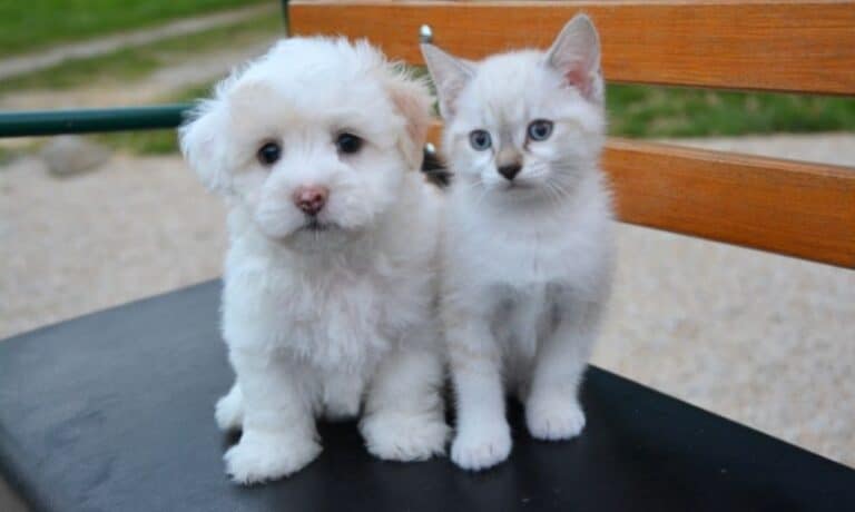 puppy and kitten on a chair | How to Spot a Backyard Breeder