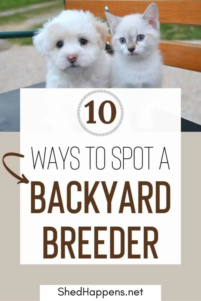 What is a Backyard Cat Breeder: Unveiling Hidden Risks and Truths