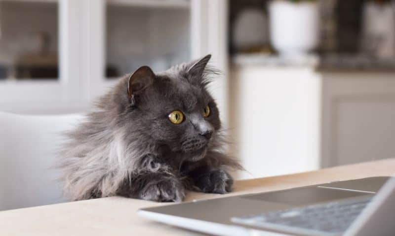 cat looking at computer on table | Find Your Perfect Match with These 12 Pet Adoption Websites
