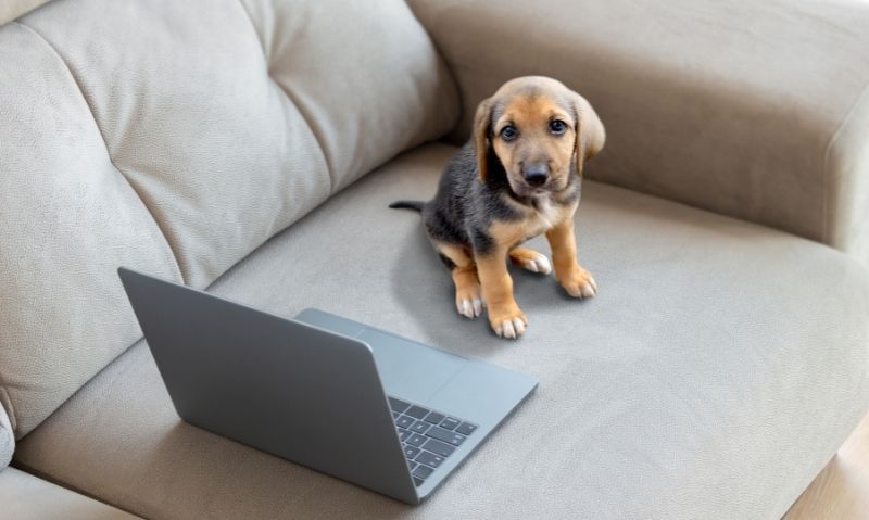 dog on couch looking at computer | Find Your Perfect Match with These 12 Pet Adoption Websites