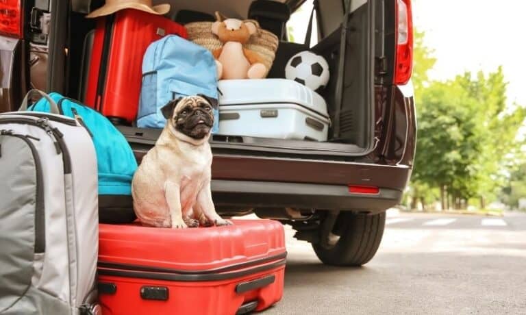 dog sitting on luggage behind vehicle | Tips and Tricks for a Successful Road Trip with Your Puppy