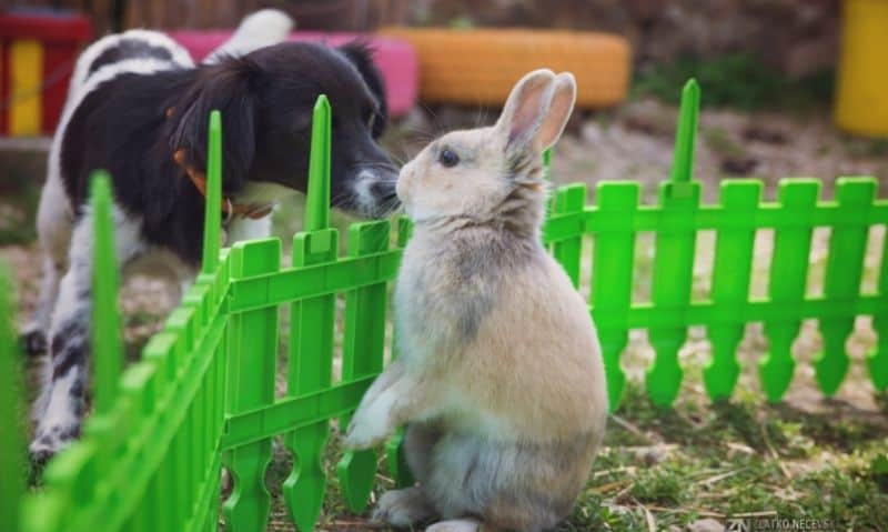 dog sniffing rabbit over fence | How to Introduce A Rabbit to Your Dog