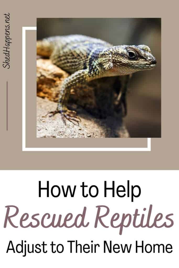 How to Help Rescued Reptiles Adjust to Their New Home - Shed Happens