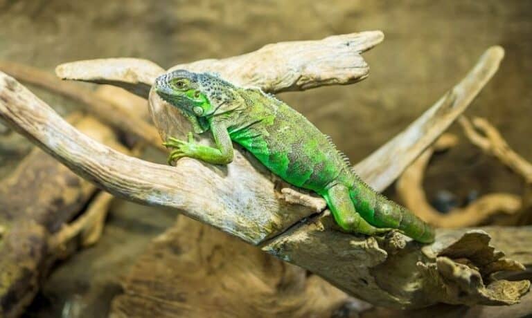 lizard on a branch | How to Help Rescued Reptiles Adjust to Their New Home