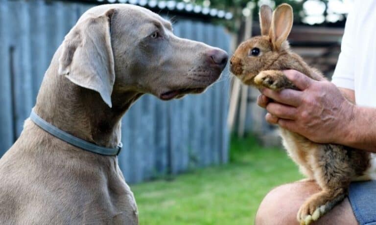 rabbit and dog nose to nose | How to Introduce A Rabbit to Your Dog