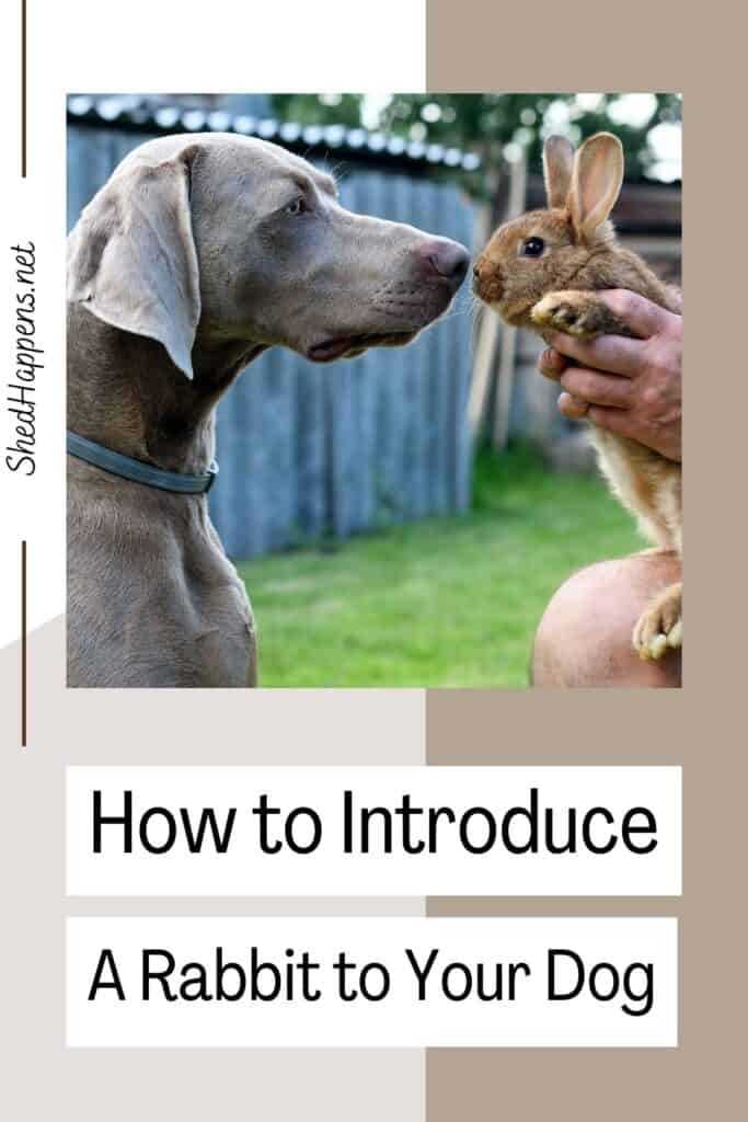 rabbit and dog nose to nose | How to Introduce A Rabbit to Your Dog