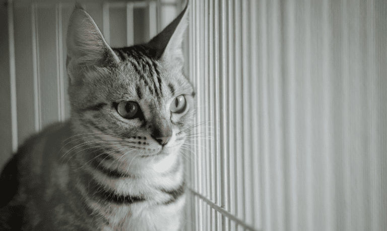 cat in a kennel | 14 Tips for Bringing Home a Rescue Cat