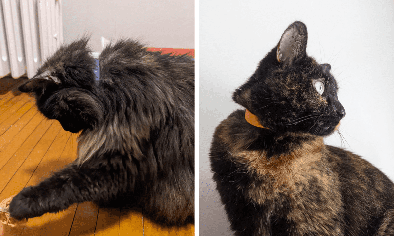 two cats wearing biothane collars | 5 Benefits of Biothane Collars for Dogs and Cats