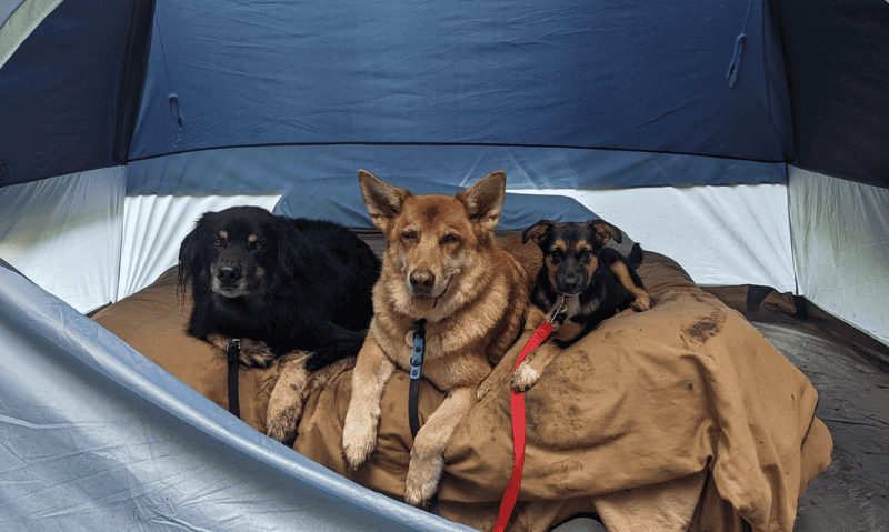 three dogs laying in a tent | Lucifer’s Story
