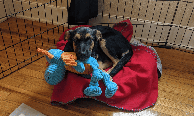young puppy laying on a bed | Lucifer’s Story