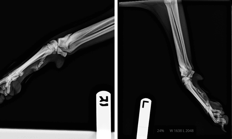 updated x-rays of a dog's legs | Lucifer’s Story