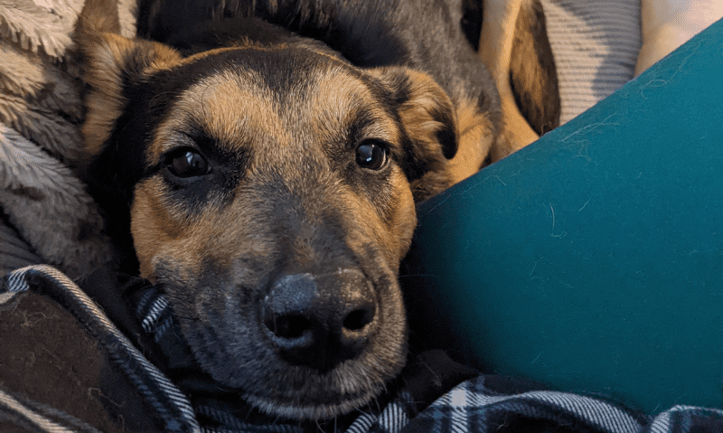 close view of a puppy's face | Lucifer’s Story