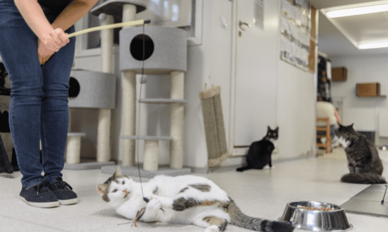 person playing with cats in shelter | How to Find A Rescue Near Me