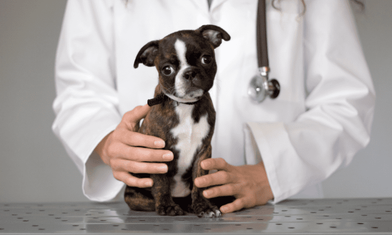 puppy being held by vet | Distemper in Dogs: Early Warning Signs, Treatment Options and Prevention