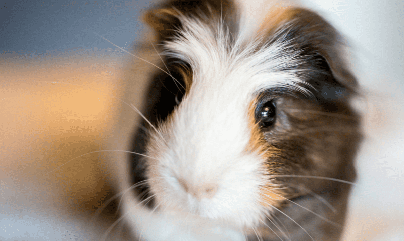 portrait of a guinea pig | Small Animal Rescue: Where to Adopt Your Next Pocket Pet