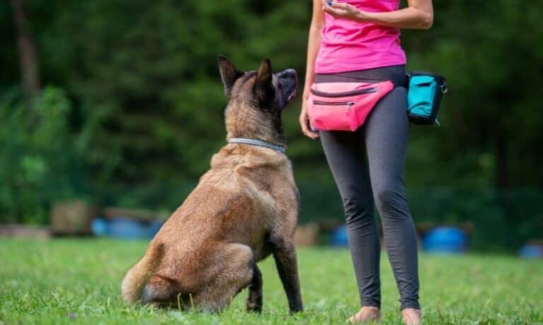 dog sitting in front of trainer outside | How to Find a Dog Trainer or Behaviorist You Can Trust