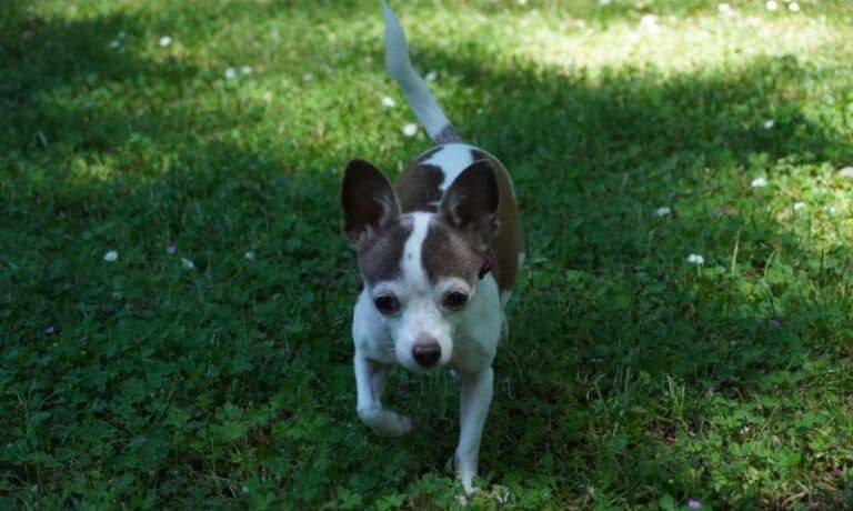chihuahua walking on grass | How to Fix Recall in a Rescue Dog