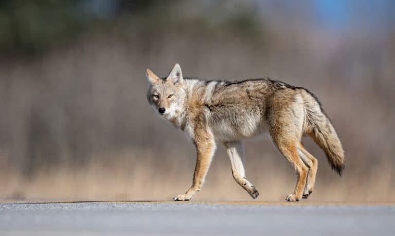 coyote walking on road | 8 Tips to Protect Dogs from Coyotes