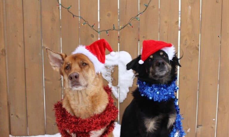 two dogs dressed for Christmas | 18 Gift Ideas for Pets of All Sizes this Holiday Season