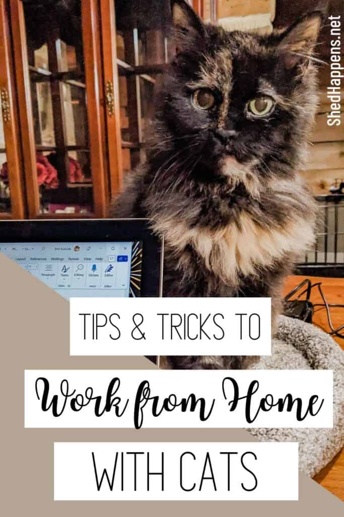 cat sitting beside a laptop pin | 5 Tips to Help You Work from Home with Cats